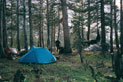 A tree-sheltered campsite